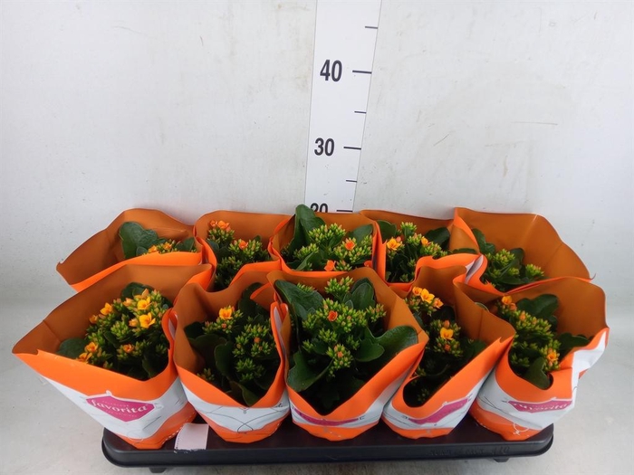 <h4>Kalanchoe blos. 'Specialty Cintrin'</h4>