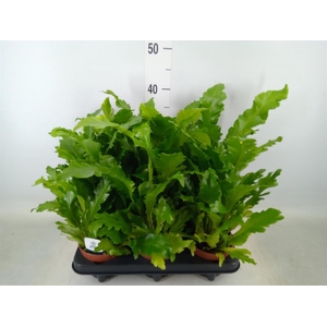 Asplenium nidus 'Campio'