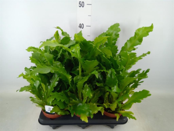 <h4>Asplenium nidus 'Campio'</h4>