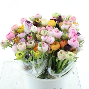 Ran El Pastel Mix In Bunch