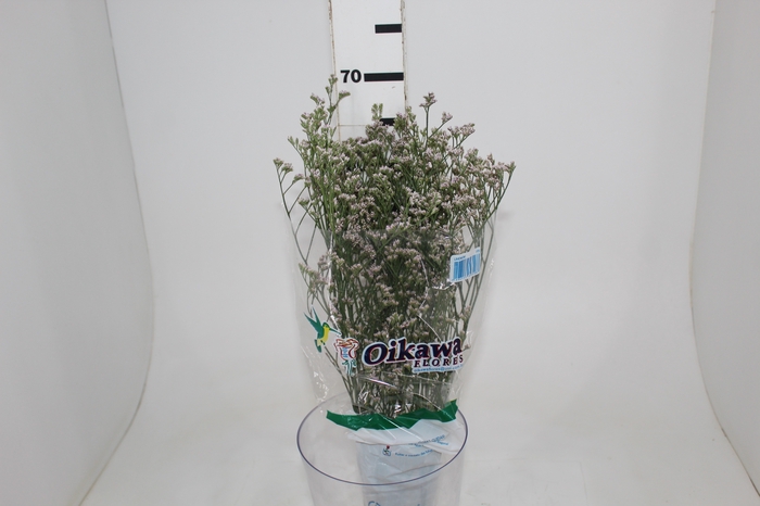 <h4>LIMONIUM 070 CM ROSA</h4>