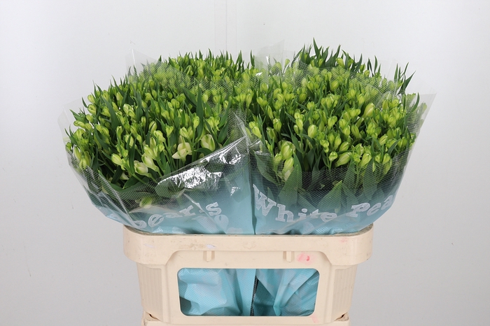 <h4>Alstroemeria White Pearls 90 Gram</h4>