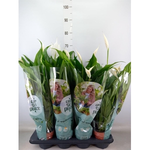 Spathiphyllum  'Sweet Chico'