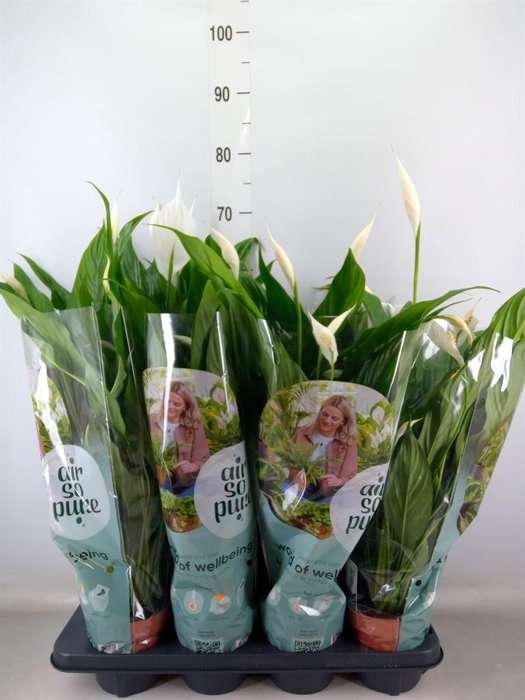 <h4>Spathiphyllum  'Sweet Chico'</h4>