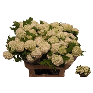 VIBURNUM ROSEUM ST