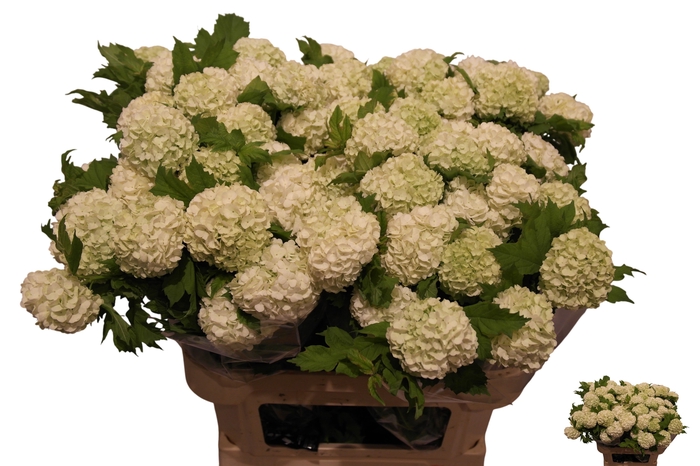 <h4>VIBURNUM ROSEUM ST</h4>