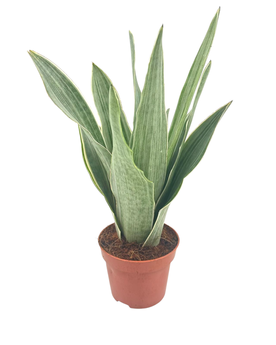 <h4>Sansevieria Metallica 12 cm</h4>