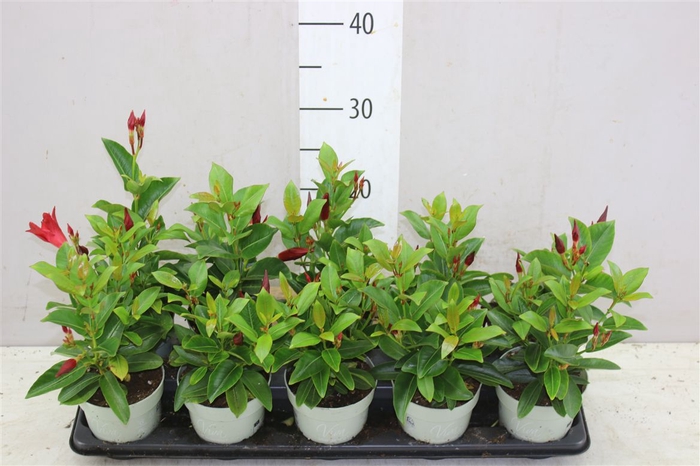 <h4>Mandevilla Rood</h4>