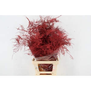 Asp IT Ex Veren Rood