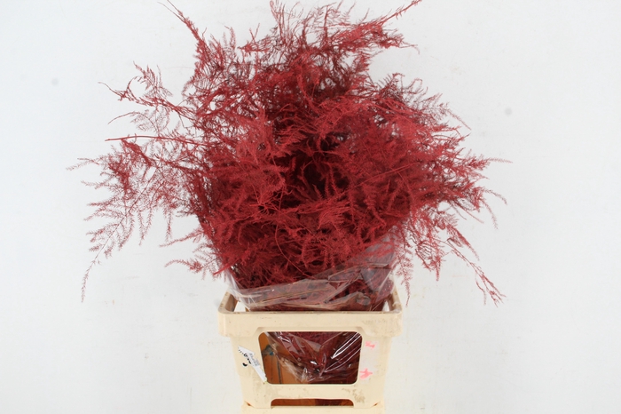 <h4>Asp IT Ex Veren Rood</h4>