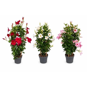 Dipladenia dubbelboog div.kleuren, 1 kleur per kist