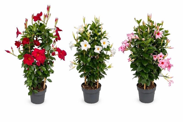 <h4>Dipladenia dubbelboog div.kleuren, 1 kleur per kist</h4>