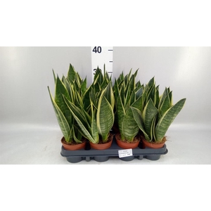 Sansevieria trifa.   ...