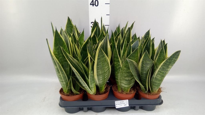 <h4>Sansevieria trifa.   ...</h4>
