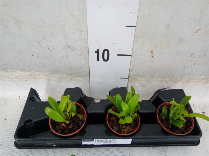 <h4>Planten   ... L%</h4>