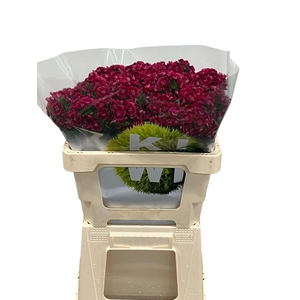 DI BARB KIW DARK RED
