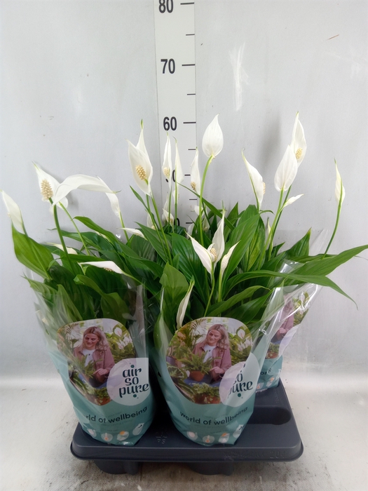 <h4>Spathiphyllum  'Pearl Cupido'</h4>