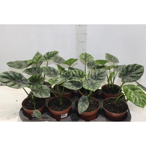 ALOCASIA SINUATA P12