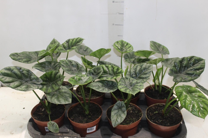 <h4>ALOCASIA SINUATA P12</h4>