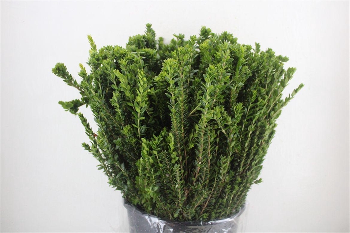 <h4>Myrthe Tarantino P Bunch</h4>