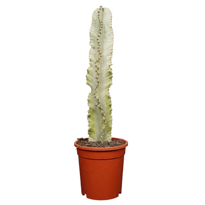 <h4>Euphorbia ingens Variegata</h4>