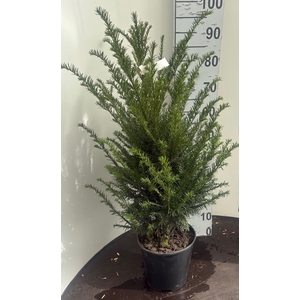 TAXUS BACCATA
