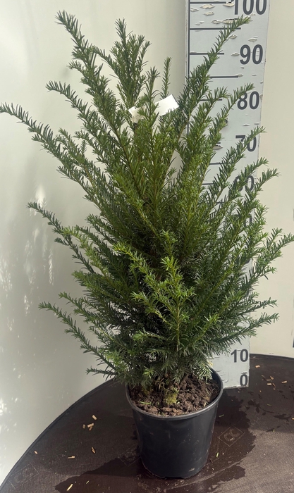 <h4>TAXUS BACCATA</h4>