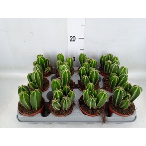 Cereus   ...