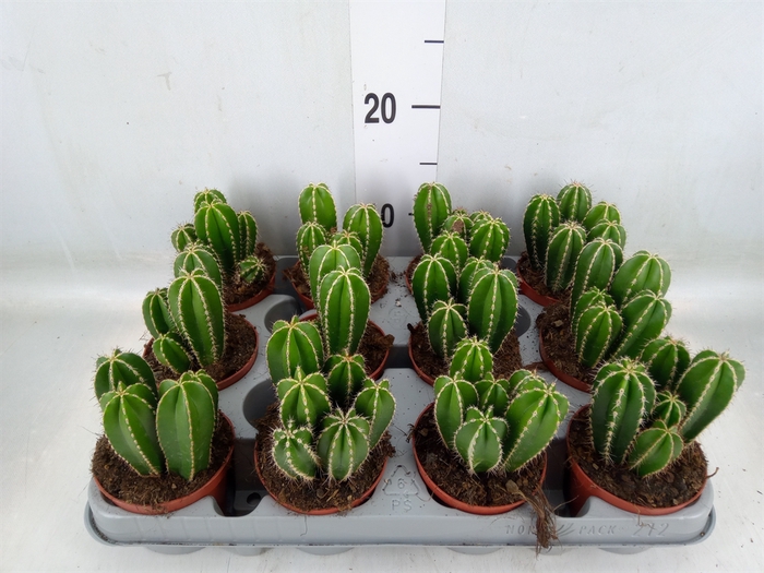 <h4>Cereus   ...</h4>