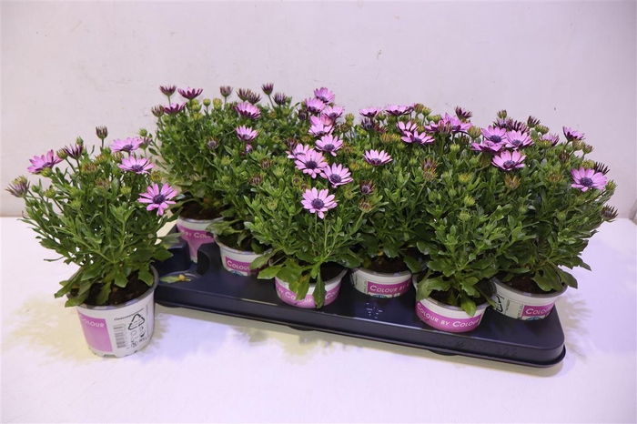 <h4>Osteo Ov Pink</h4>