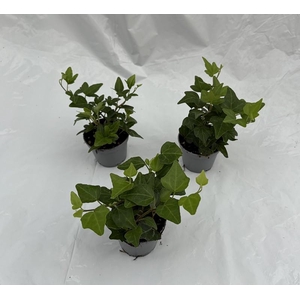 HEDERA HELIX P6 GREEN