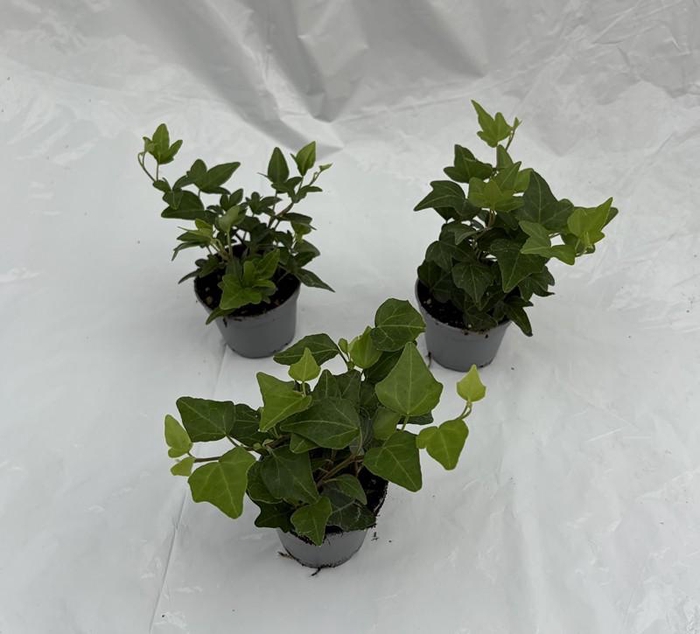<h4>HEDERA HELIX P6 GREEN</h4>