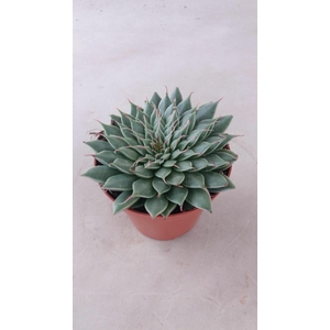 Graptopetalum rusbyi