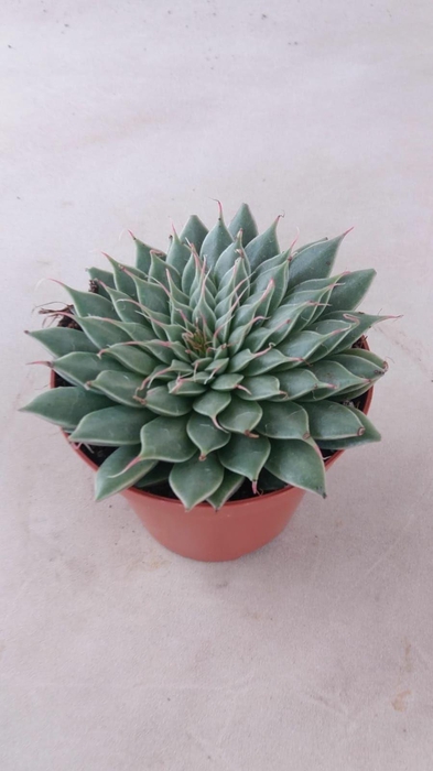 <h4>Graptopetalum rusbyi</h4>