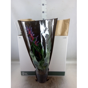 Aechmea  'Blue Rain'