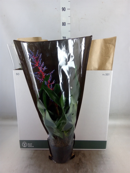 <h4>Aechmea  'Blue Rain'</h4>