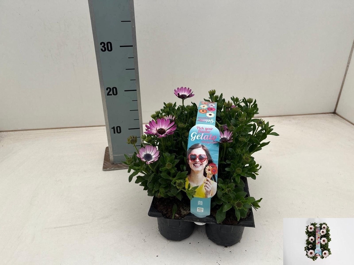 <h4>OSTEO GELATO ALMOND</h4>