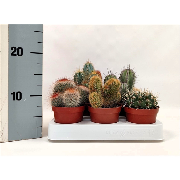 <h4>Cactus 8,5 cm mix</h4>