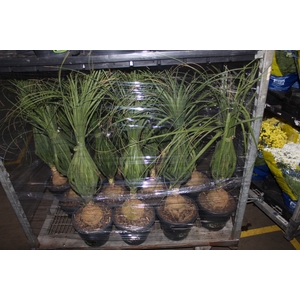 BEAUCARNEA P24