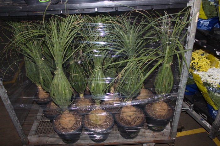 BEAUCARNEA P24
