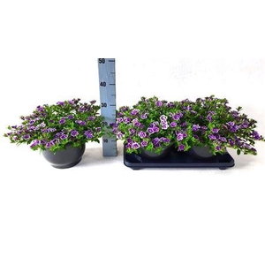 Calibrachoa Cabaret Purple Glow