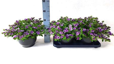 <h4>Calibrachoa Cabaret Purple Glow</h4>