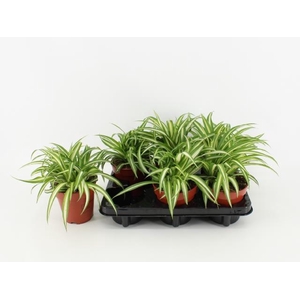 Chlorophytum 12Ø 25cm