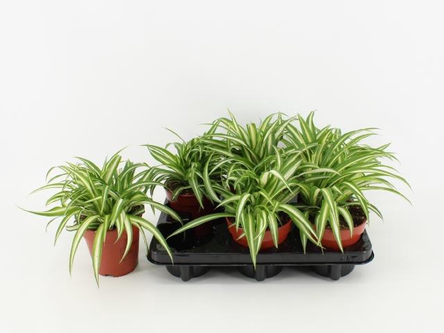 Chlorophytum 12Ø 25cm