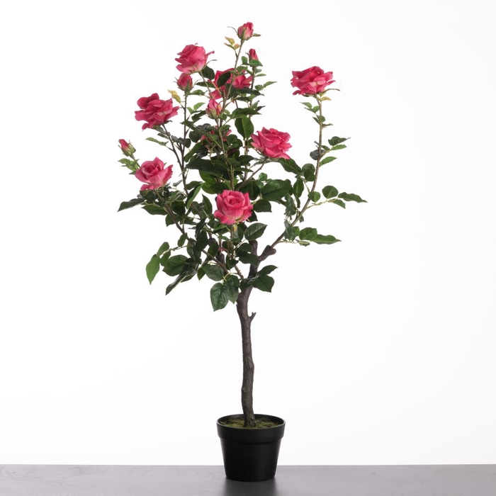 Af Rosa In Pot H109cm Beauty