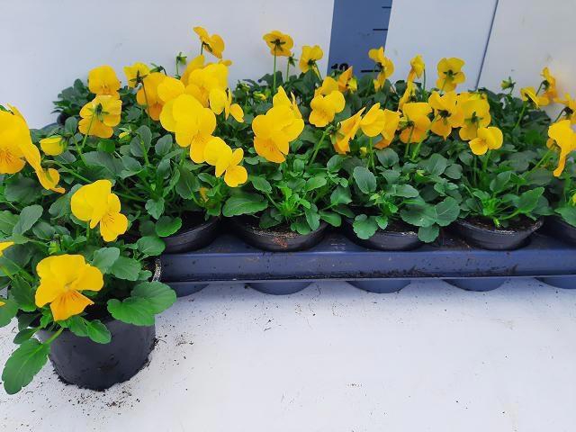 <h4>VIO CO EM YELLOW</h4>