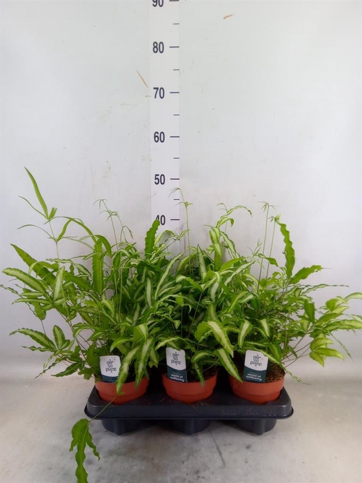 <h4>Pteris cretica 'Albolineata'</h4>