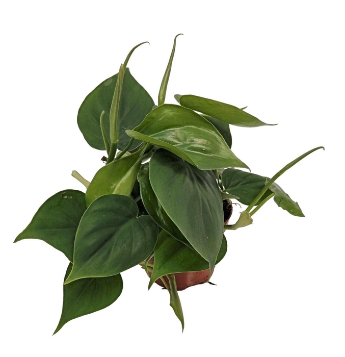 <h4>Philodendron scandens</h4>