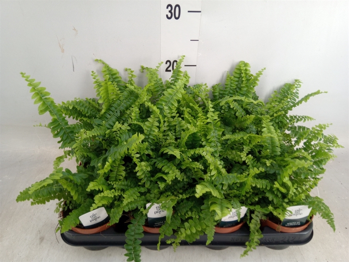 <h4>Nephrolepis exal. 'Green Lady'</h4>