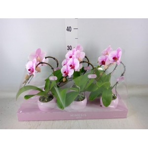 Phalaenopsis   ...rose